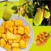 Jackfruit Chipsy Chlebowiec 1000 g