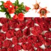 Dried Pomegranate Flower Buds 200 g
