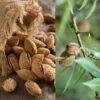 Unsalted Roasted Almonds in Shell 1000 g Unsalted Roasted Almonds in Shell 1000 g