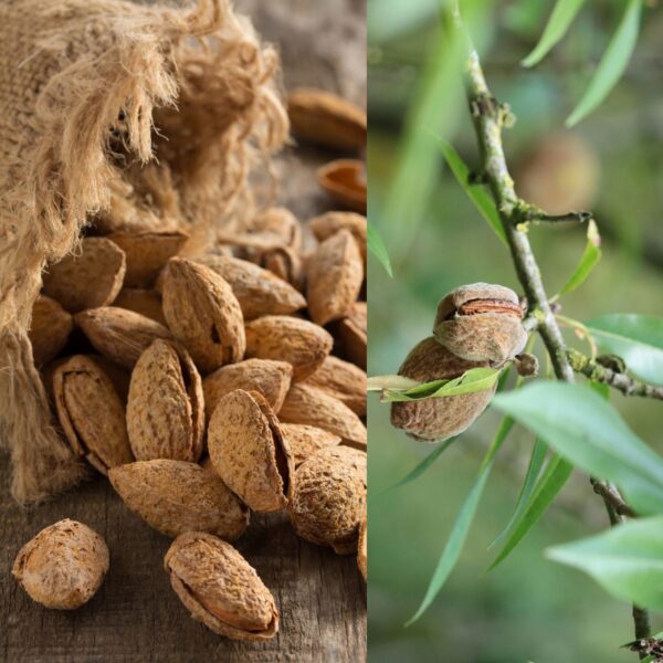 Unsalted Roasted Almonds in Shell 1000 g Unsalted Roasted Almonds in Shell 1000 g