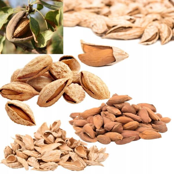 Unsalted Roasted Almonds in Shell 1000 g Unsalted Roasted Almonds in Shell 1000 g