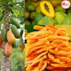 Dried Papaya with No Added Sugar 200 g