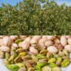 Pistacje Łuskane Surowe Bez Soli 150 g